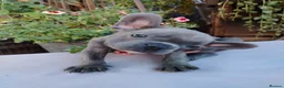 French Bulldog dogs for sale: 🐾 FRENCH BULLDOG PUPPIES | OUTSTANDING PEDIGREE • - Advert 2