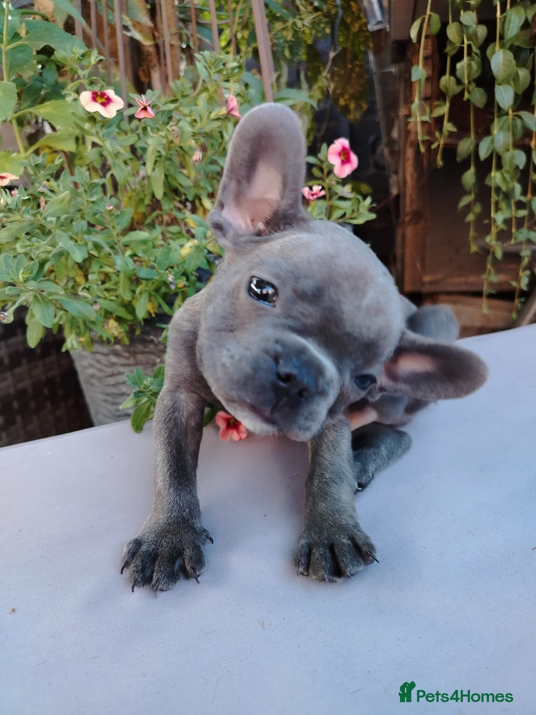 French Bulldog dogs for sale: 🐾 FRENCH BULLDOG PUPPIES | OUTSTANDING PEDIGREE • - Advert 2