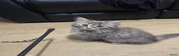 Mixed Breed cats for sale: 7kittens wanting there forever home - Advert 6