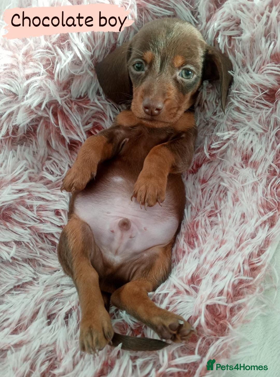 Miniature Dachshund dogs for sale: ✨ Miniature Dachshund– 6 Beautiful Pups! ✨ - Advert 7