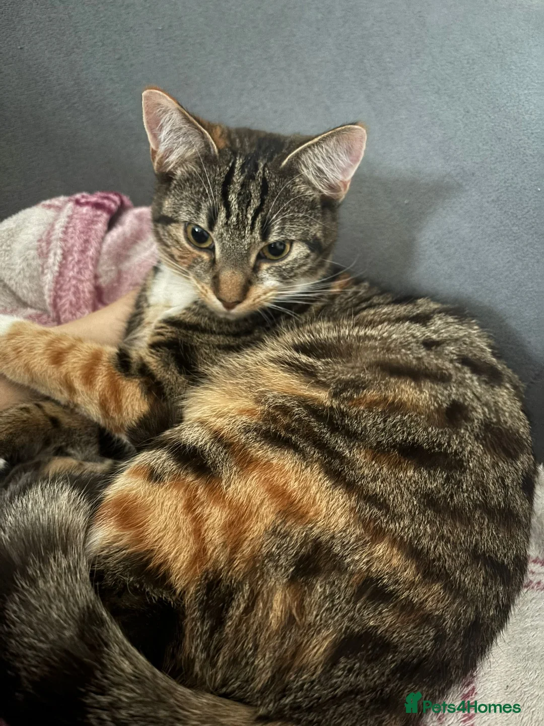 Mixed Breed cats for sale: 7 months old tabby kitten  in Peterborough - Advert 1