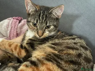 Mixed Breed cats 7 months old tabby kitten in Peterborough - Advert 1