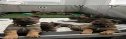 German Shepherd dogs for sale: Five German shepherd ready now in Liverpool - Advert 4