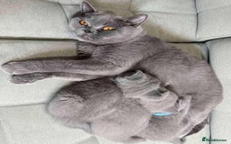 British Shorthair cats for sale: Chunky British Shorthair Blue Kittens 🐱💙 - Image 13