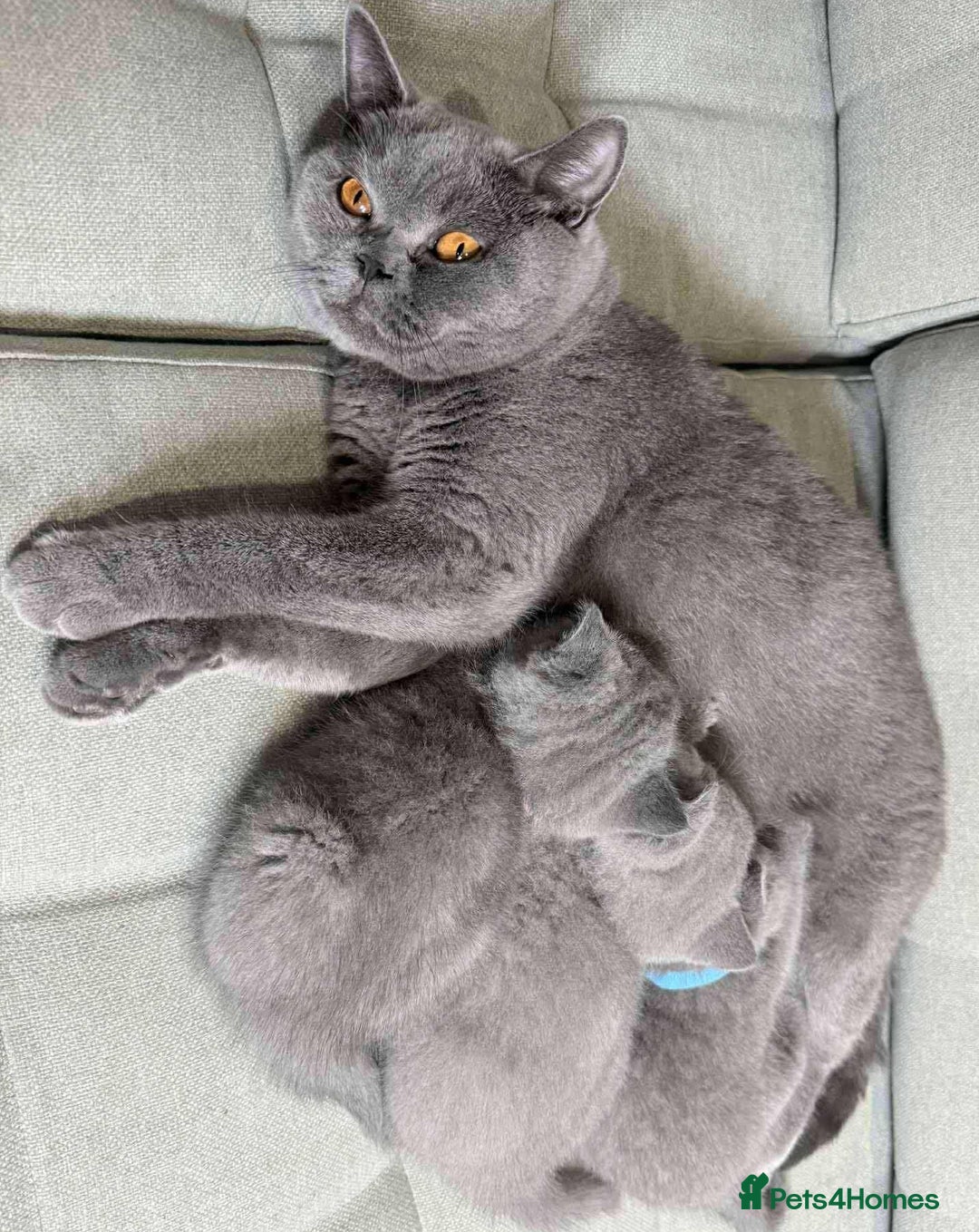 British Shorthair cats for sale: Chunky British Shorthair Blue Kittens 🐱💙 - Image 13