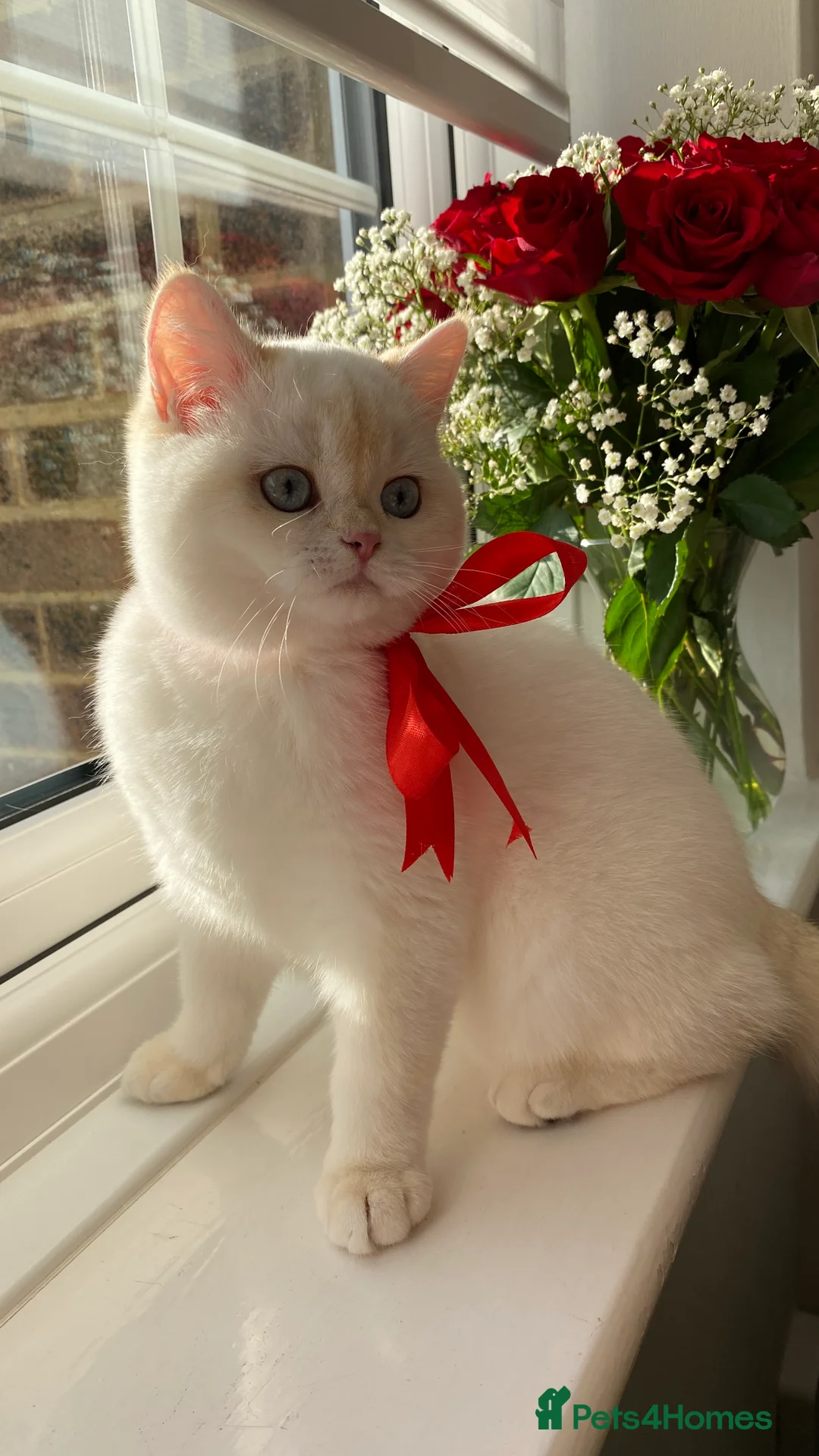 British Shorthair cats for sale: Beautiful British Shorthair Kitten Blue Eyes - Advert 1