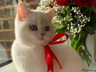 British Shorthair cats Beautiful British Shorthair Kitten Blue Eyes - Advert 4