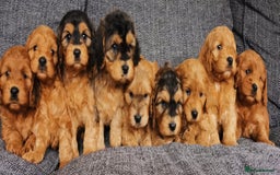Cockapoo dogs for sale: Stunning Quality F1 Chocolate sable Cockapoo pups - Image 10