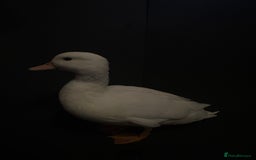 Ducks poultry for sale: Pure white call ducks  - Image 2