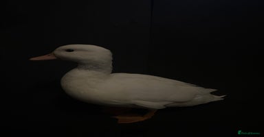 Ducks poultry - Advert 8