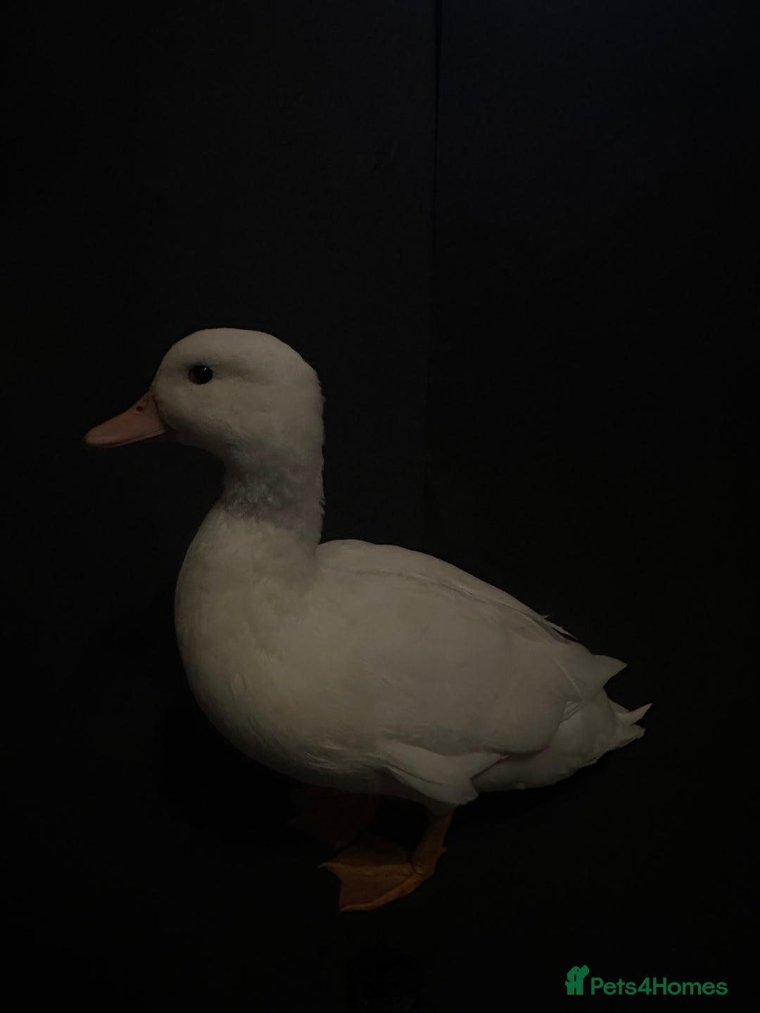 Ducks poultry for sale: Pure white call ducks  - Image 2