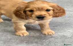 Cockapoo dogs for sale: Beautiful, Rare Cockapoo Puppies – Ready 17th Nov - Advert 13