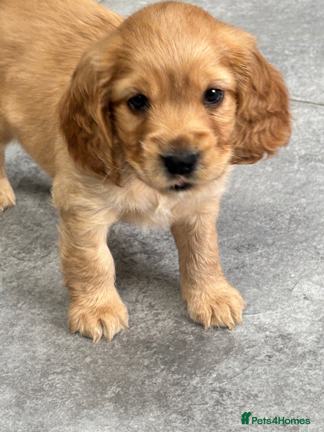Cockapoo dogs for sale: Beautiful, Rare Cockapoo Puppies – Ready 17th Nov - Advert 13