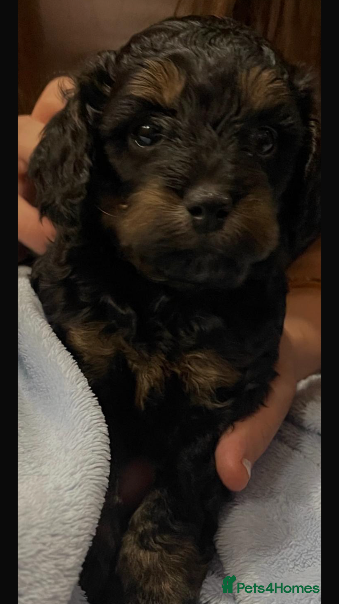 Cockapoo dogs for sale: Toy cockapoo’s  - Advert 3