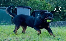 Rottweiler dogs for sale: Rottweiler Puppies  - Image 30