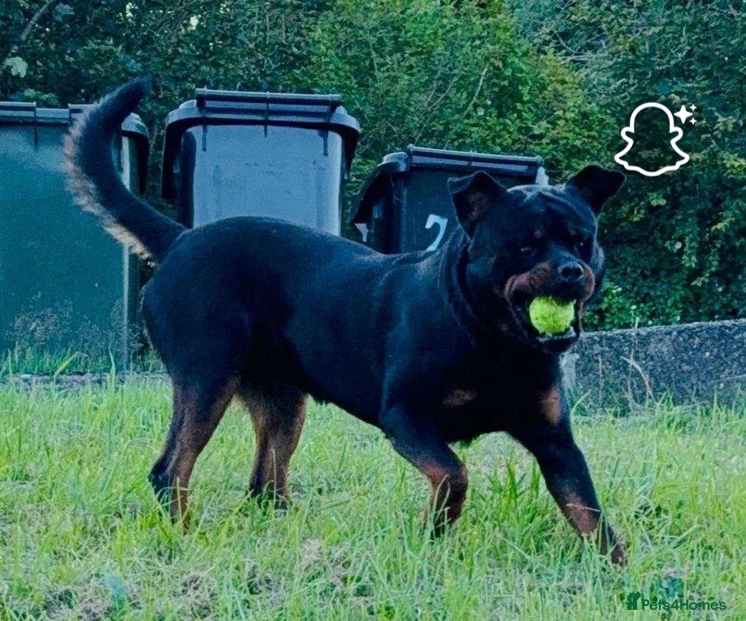 Rottweiler dogs for sale: Rottweiler Puppies  - Image 30
