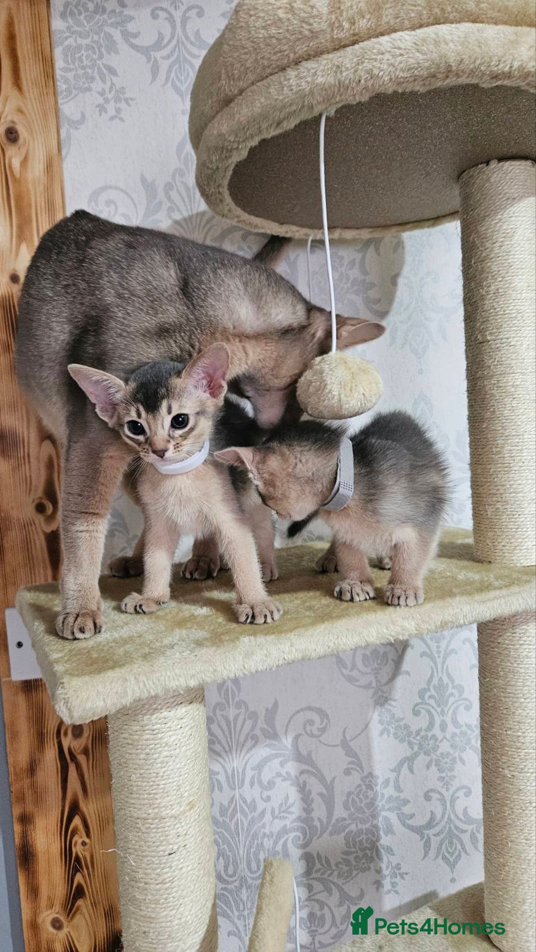 Abyssinian cats for sale: Abyssinian Kittens - Image 18
