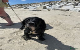 Cocker Spaniel dogs for sale:  6 month old Cocker spaniel (Albie) - Image 4