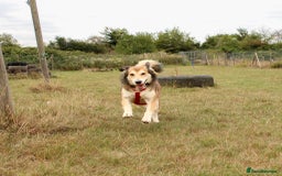 Mixed Breed dogs for adoption: Jewel is looking for her forever family! - Image 3