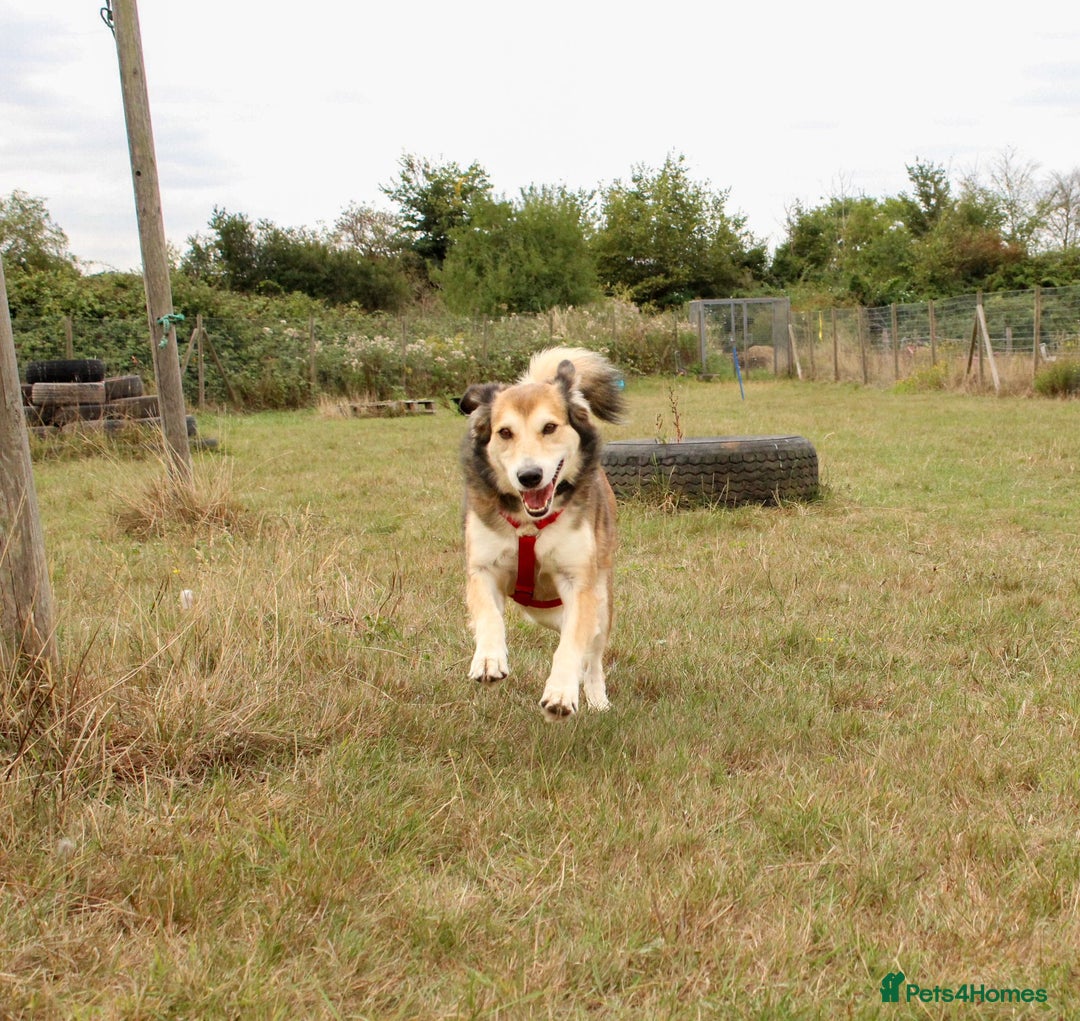 Mixed Breed dogs for adoption: Jewel is looking for her forever family! - Image 3