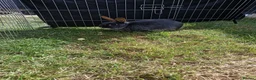 Mixed Breed rabbits for sale: Rabbits for rehome - Advert 5
