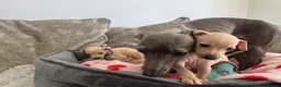 Italian Greyhound dogs for sale: 🏡 Italian greyhound puppies ready soon 🏡 - Advert 6