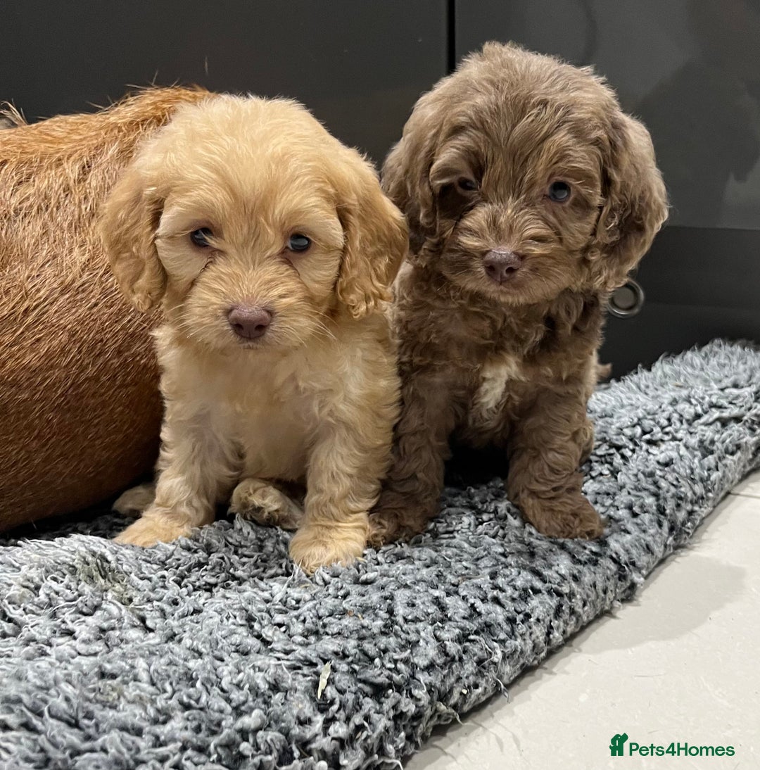 Cockapoo dogs for sale: 🩷🩷READY TO LEAVE🩷GORGEOUS🌟F1 Cockapoo pups  - Advert 8