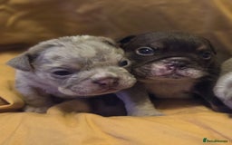 English Bulldog dogs for sale: Amazing English Bulldog Puppies - Image 5