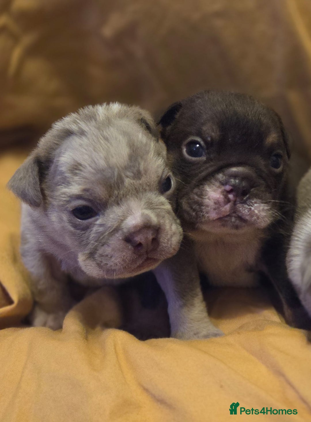 English Bulldog dogs for sale: Amazing English Bulldog Puppies - Image 5