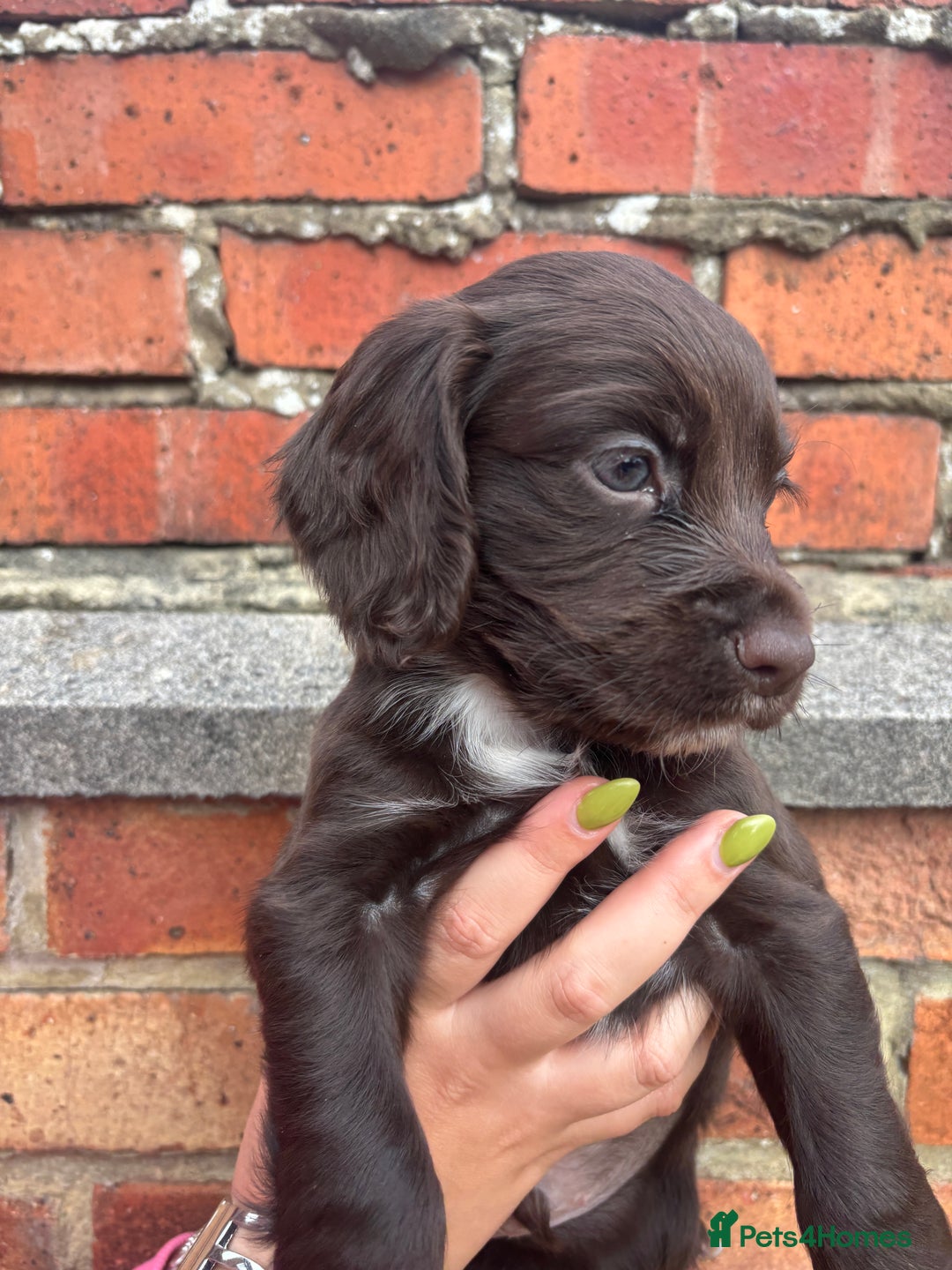 Cocker Spaniel dogs for sale: 3 male cocker spaniel pups  - Image 17