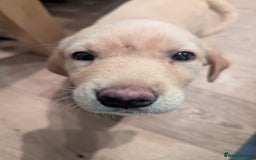 Labrador Retriever dogs for sale: Labrador puppies ready soon. North Yorkshire. - Advert 2