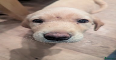 Labrador Retriever dogs Labrador puppies ready soon. North Yorkshire. - Advert 3