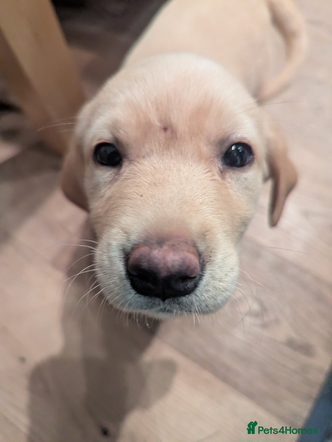 Labrador Retriever dogs for sale: Labrador puppies ready soon. North Yorkshire. - Advert 2