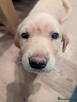 Labrador Retriever dogs Labrador puppies ready soon. North Yorkshire. - Advert 1