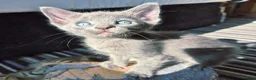 Mixed Breed cats for sale: Beautiful Litter of Playful Kittens, Siamese Cross - Advert 3