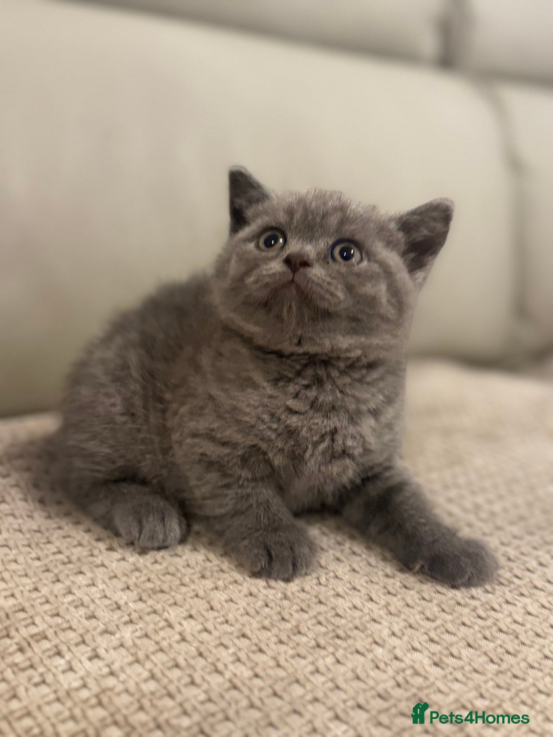 British Shorthair cats for sale: British short hair kittens - Advert 1