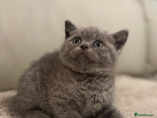 British Shorthair cats British short hair kittens - Advert 14