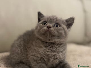 British Shorthair cats British short hair kittens - Advert 13