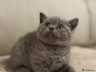 British Shorthair cats British short hair kittens - Advert 15
