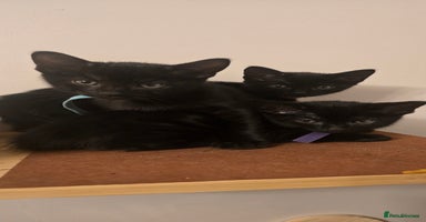 Siamese cats Siamese X British short hair *1 girl available now - Advert 12