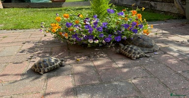 Tortoise reptiles in Bexleyheath - Advert 7