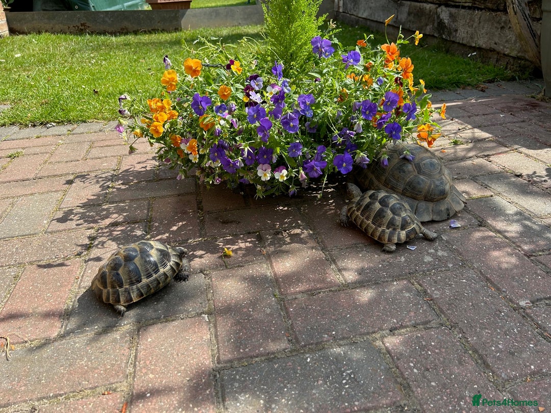 Tortoise reptiles for sale: Spur-Thighed (testudo graeca) tortoises  in Bexleyheath - Image 5