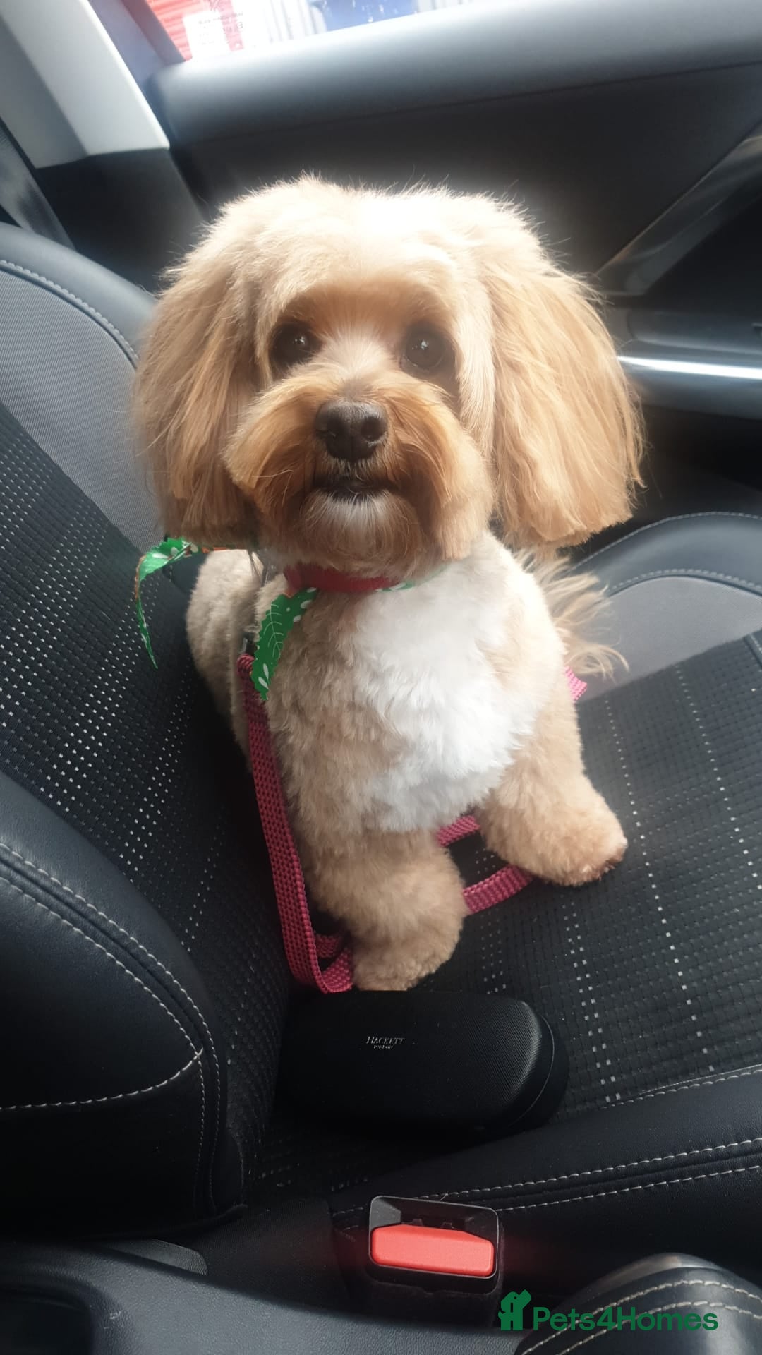 Maltipoo dogs for sale: Lady's litter  - Advert 9