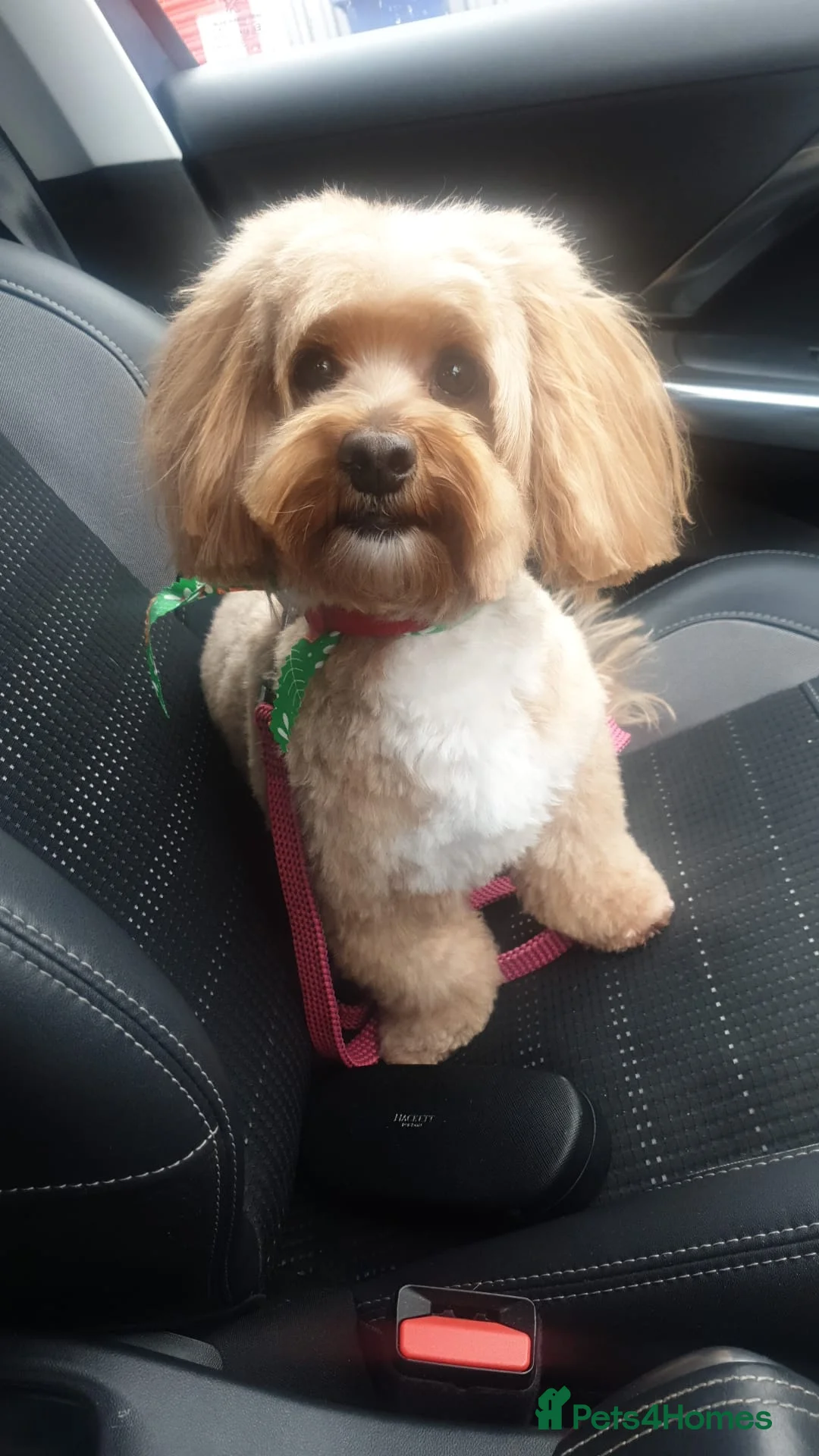 Maltipoo dogs for sale: 2 boys - Advert 11