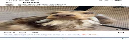 Cocker Spaniel dogs for sale: KC Show Cocker Spaniel  - Advert 7