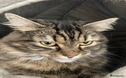 Mixed Breed cats for sale: Two 5 year old cats looking for new home - Image 2