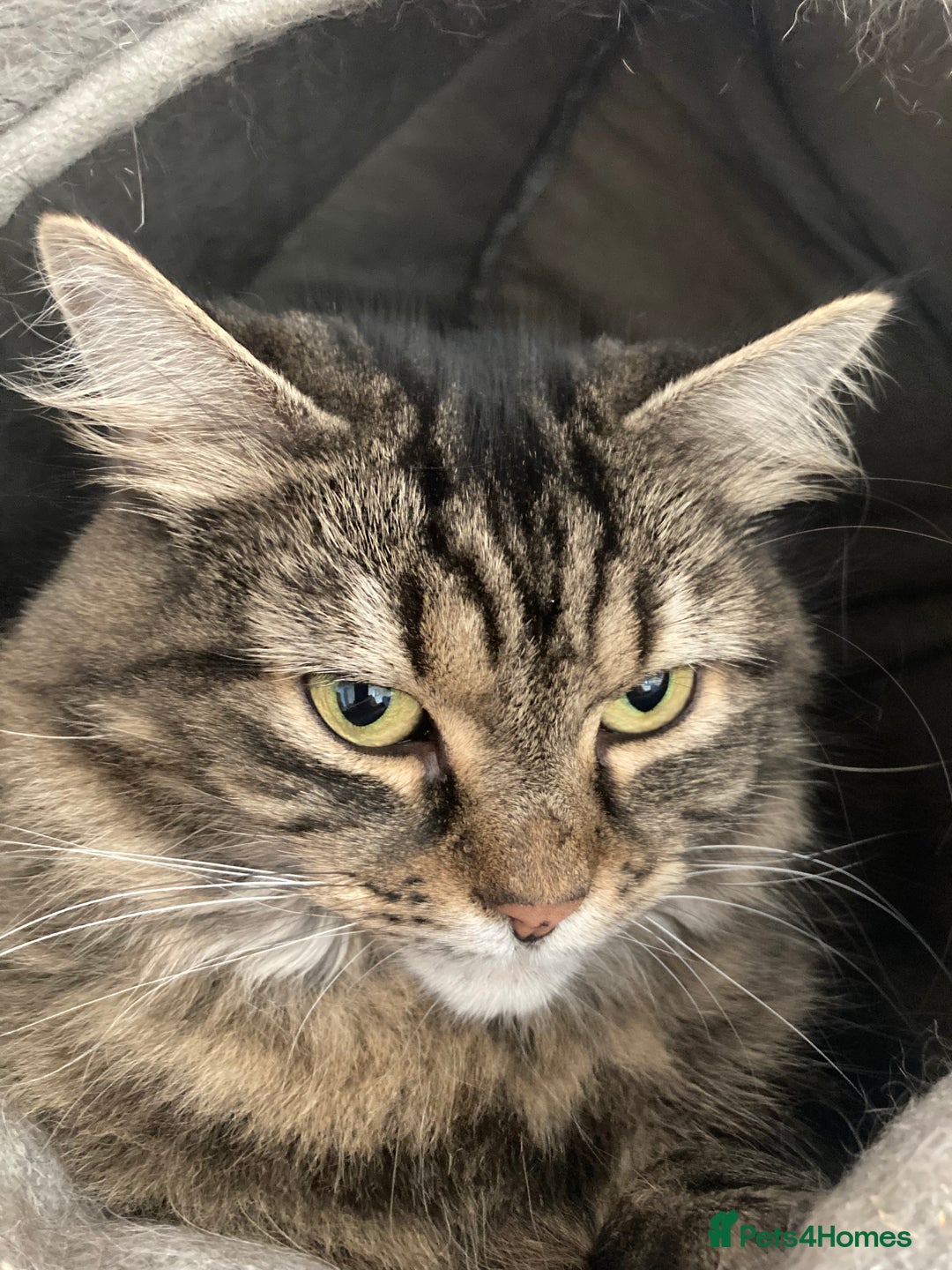 Mixed Breed cats for sale: Two 5 year old cats looking for new home - Image 2