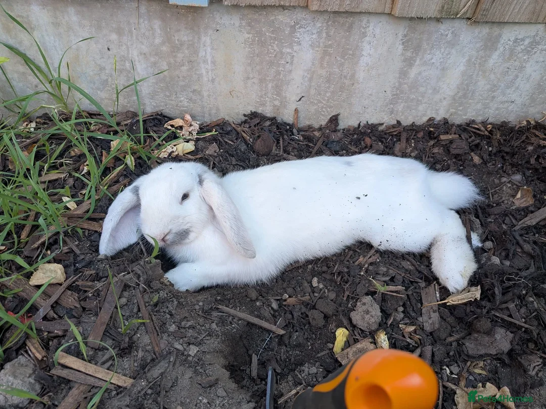 French Lop rabbits for sale: 1 year old male rabbit for sale - Advert 1
