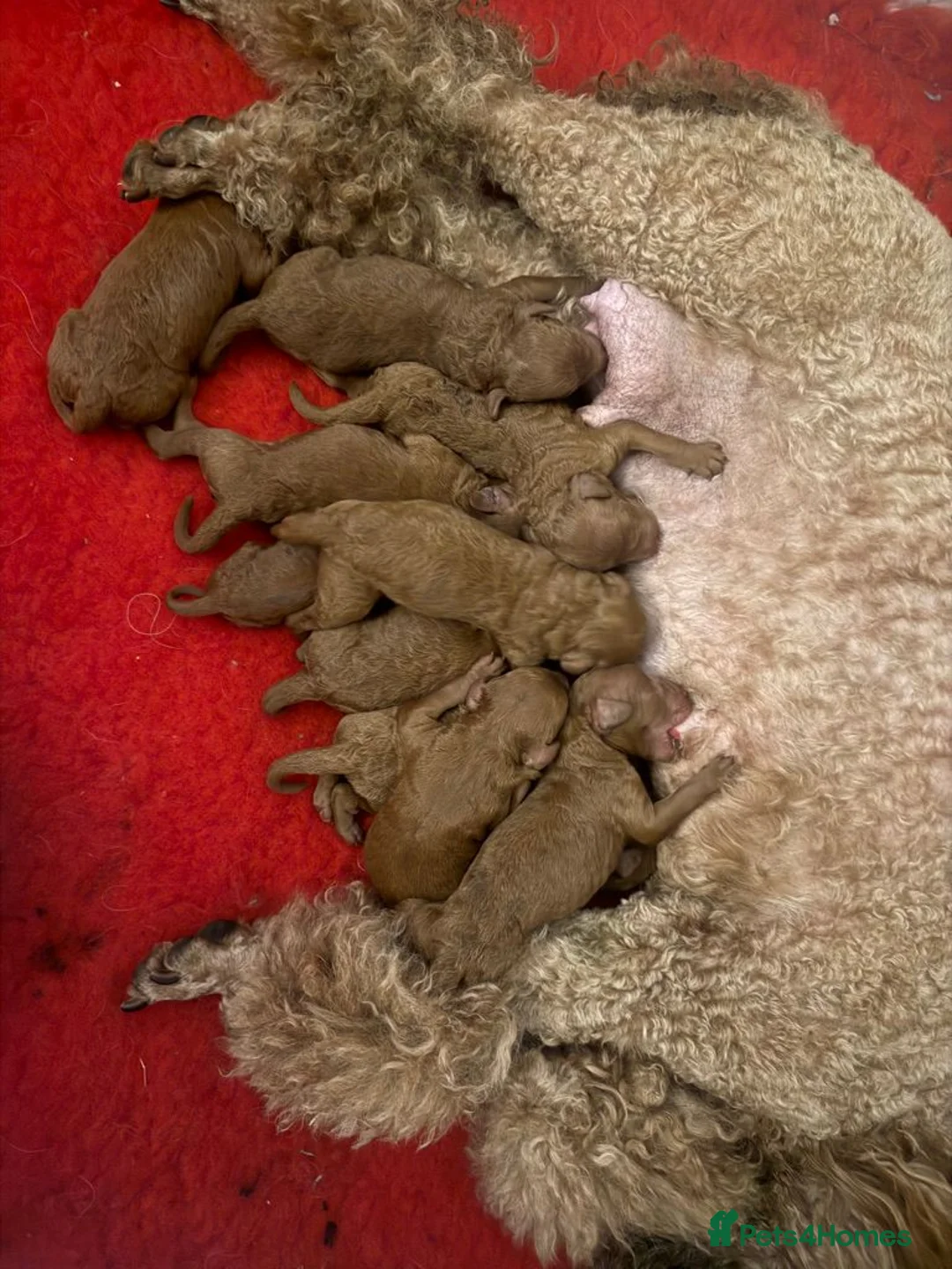 Miniature Poodle dogs for sale: Stunning 6 gen red puppies, DNA clear,  - Advert 1