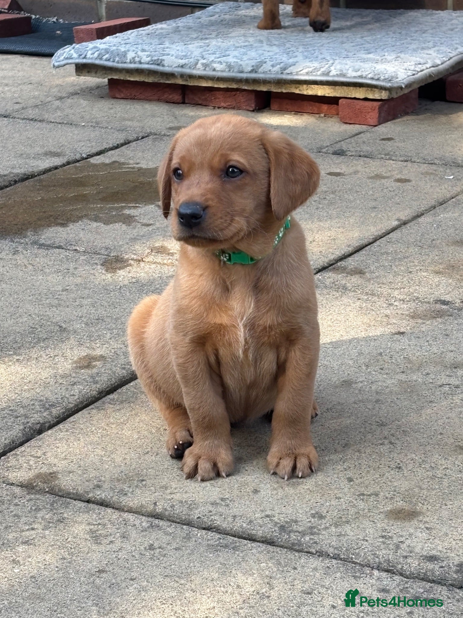 Labrador Retriever dogs Fox Red Labrador Puppies - Advert 12